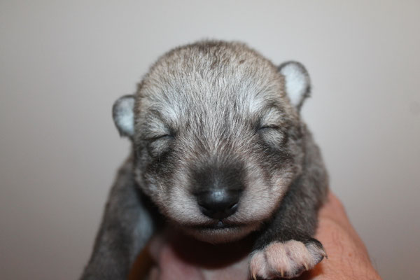 Nala Wakanda Tachunga