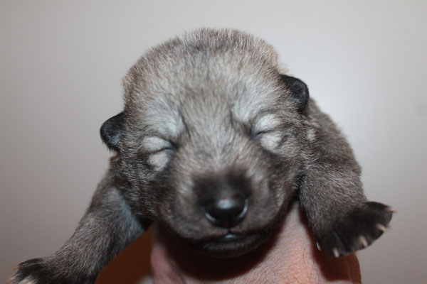 Nymeria Wakanda Tachunga