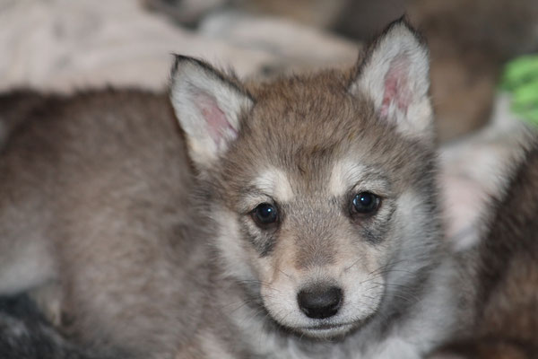 Kalinka Wakanda Tachunga