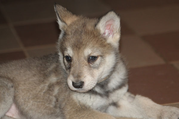 Kali Wakanda Tachunga