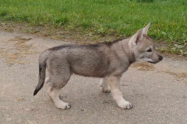 Yekan Wakanda Tachunga