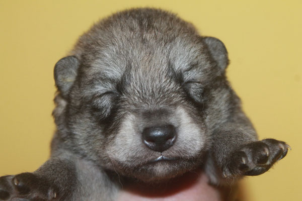 Hündin rotes Halsband