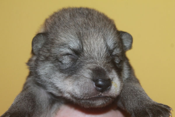 Hündin oranges Halsband