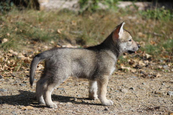 Yakira Wakanda Tachunga