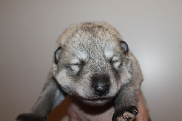 Nuria-Namida Wakanda Tachunga