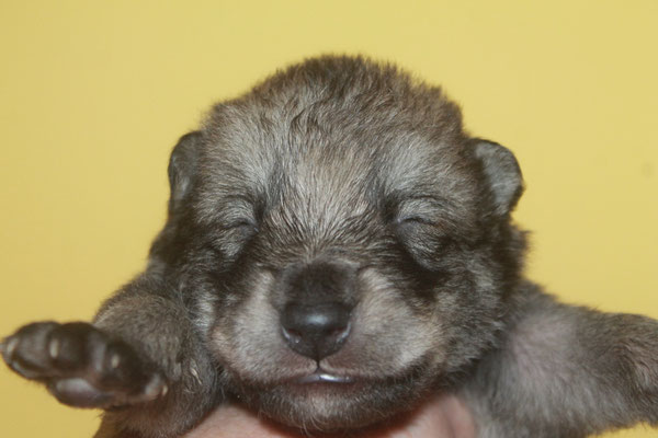 Rüde hellblaues Halsband