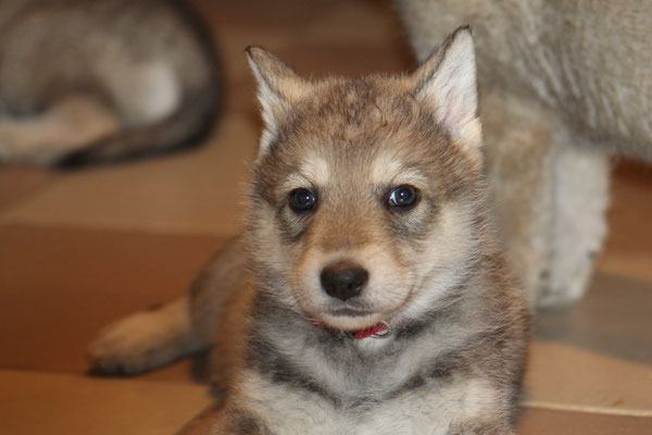 Kimberly Wakanda Tachunga