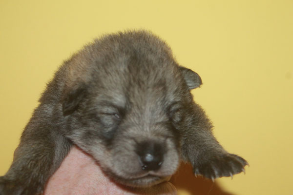 Rüde braunes Halsband