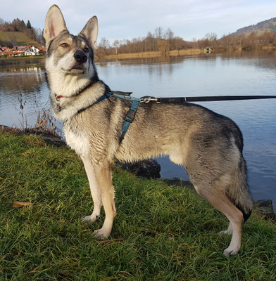 Kalo Wakanda Tachunga