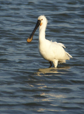 Spatule randonnée ornithologique