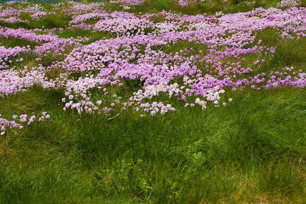 Flore des dunes de Bretagne