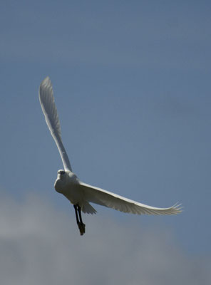 Aigrette en vol à Locmariaquer