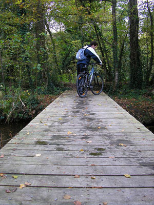 Randonnée à Vélo en forêt
