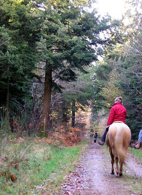 Equitation en forêt de Camors
