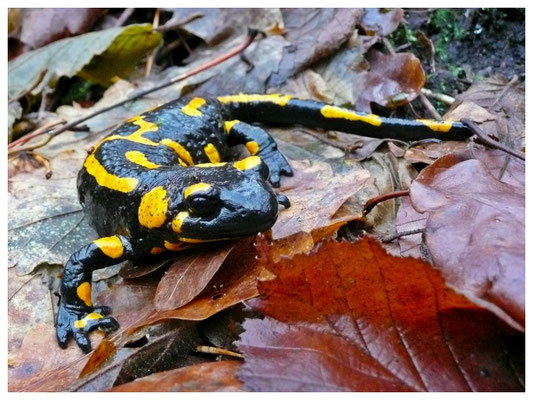 Feuersalamander am Mundloch