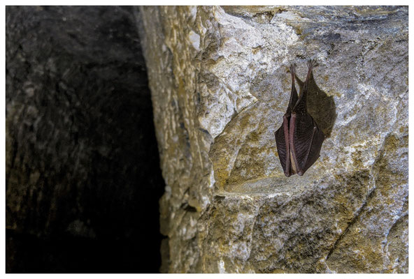 Kleine Hufeisennase im Specksteinstollen