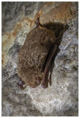 Fledermaus im Specksteinstollen