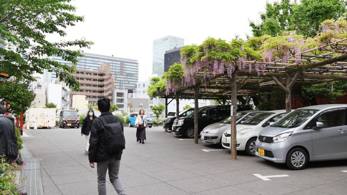 裏手には藤の花