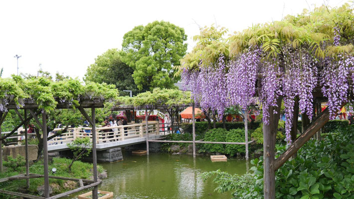 残念ながら、花の盛りは過ぎていました。