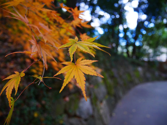 名古屋を代表する紅葉の名所としても有名。