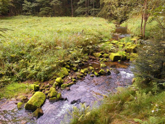 In der Kirnitzsch Steine einer ehemaligen Uferbefestigung? oder Brücke? oberhalb von Hinterdaubitz