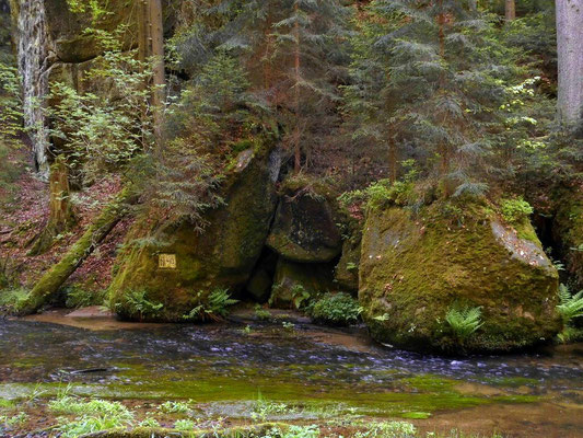 Ab hier geht der Wanderweg immer an der Kirnitzsch lang