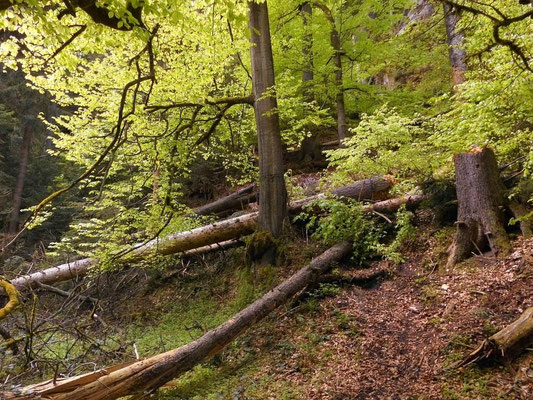 Im unteren Teil der Schlucht