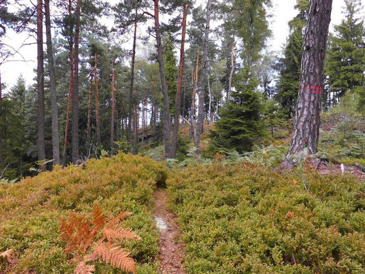 Pfad im Rosengarten von der Eustachiushütte zur Rosengartenbastei. 