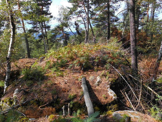 Pfad im Rosengarten