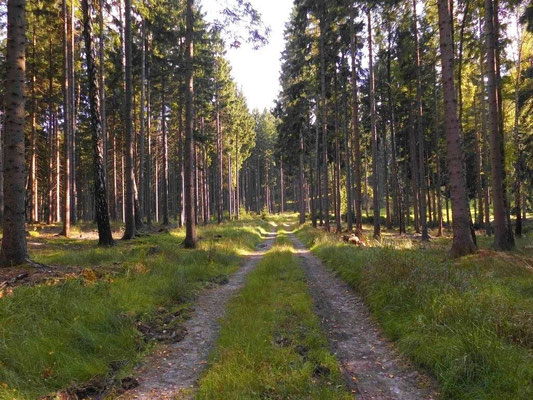 Heutiger Waldweg in der Zone 1 in Richtung Jungferntanne.