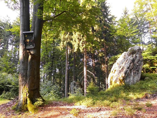 Hubertusbuche