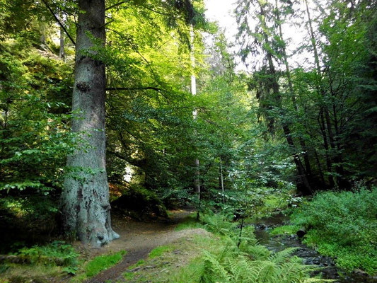 Riesenfichte, 60 Meter hoch, Alter 320 - 400 Jahre (laut Internet)
