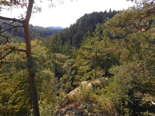 Blick in Richtung Kirnitzschtal. In Bildmitte an dem dunkler bewaldeten Hang geht im unteren Bereich der Kerbensteig Teil 1 und 2 entlang. Die markante Kurve der Kirnitzsch links davon ist nur zu erahnen.   