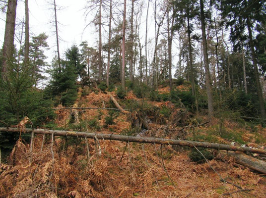 Auerhahnsteig östlicher Teil