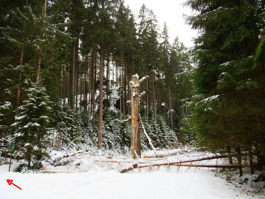 Im Großen Ziegengrund, 200 Meter unterhalb vom Luchsstein. Links der Beginn vom Kleinen Ziegengrund