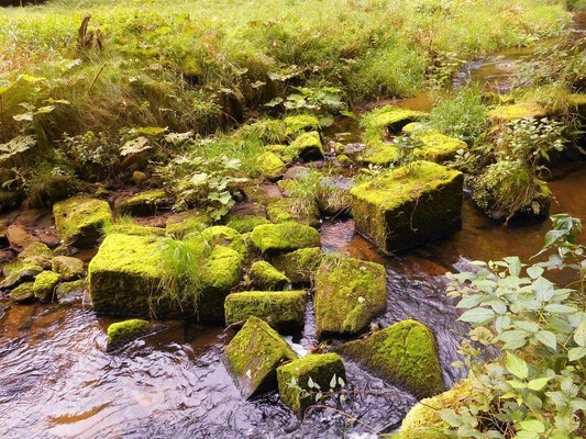 In der Kirnitzsch Steine einer ehemaligen Uferbefestigung? oder Brücke? oberhalb von Hinterdaubitz