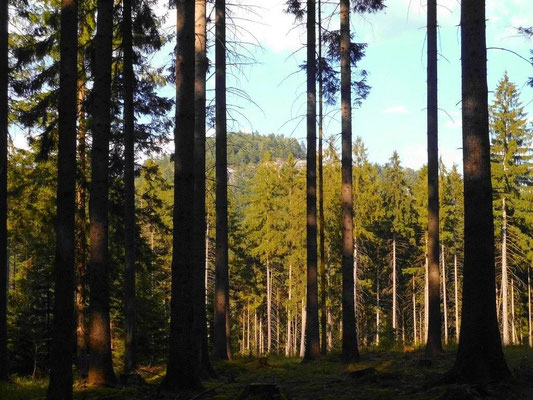 Nach der Schlucht oben auf dem Höhenrücken dieser Blick nach links zur Käse und Brot-Aussicht