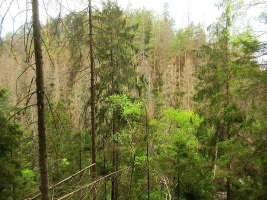 Der Abhang mit den abgestorbenen Bäumen oberhalb vom Teil 3 vom gegenüberliegenden Hang im böhmischen aus gesehen