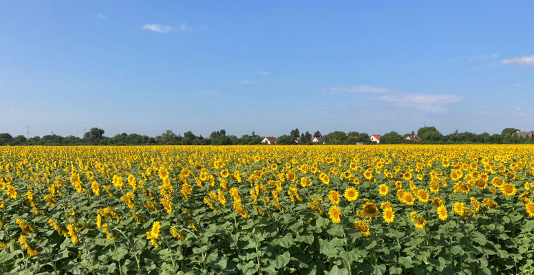 Und schon wieder Sonnenblumen - davon gibt es auf dieser Strecke sehr viele.