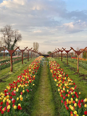 Die wunderschönen Frühlingsblumen unterwegs stehen in starkem Kontrast zu den Kriegsbildern aus der Ukraine.