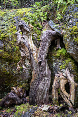 Aged pine trunk