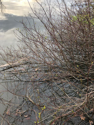 Hoover brambles