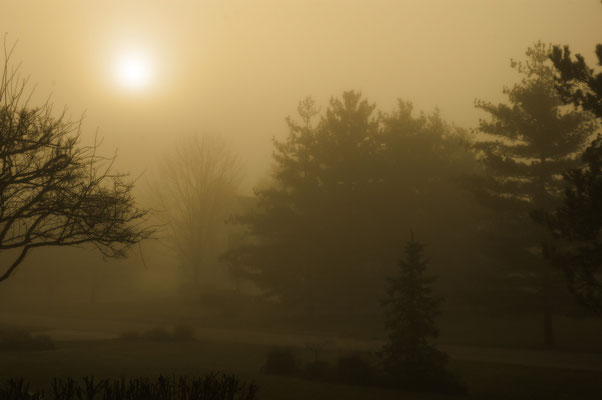 Shire Fog