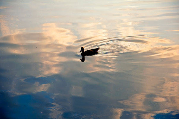 Scioto Mallard