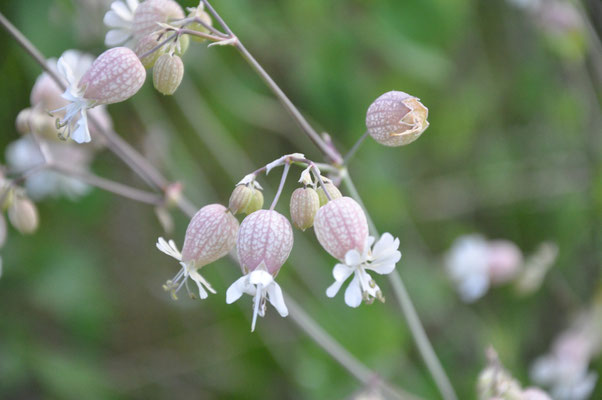 Bladder Campion