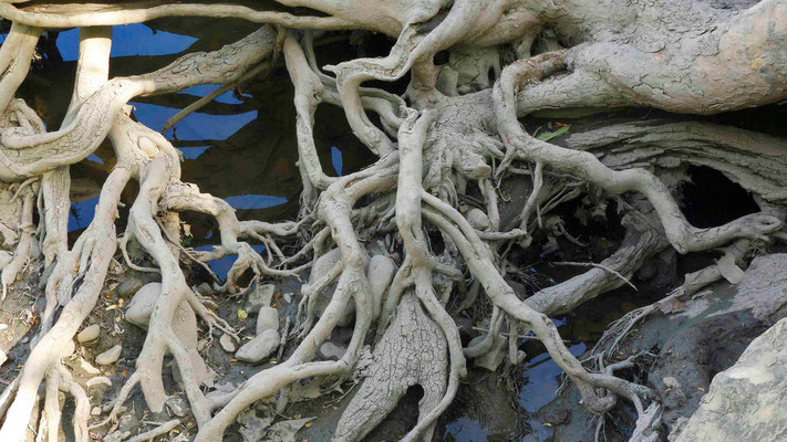 Olentangy Cottonwood Roots