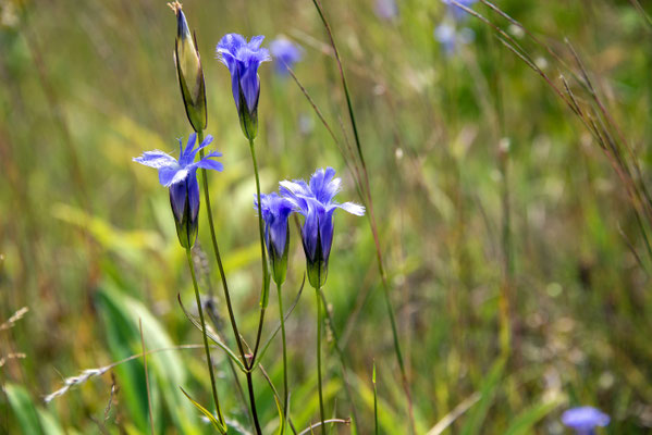 Gentianopsis virgata