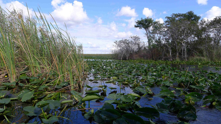 Sawgrass