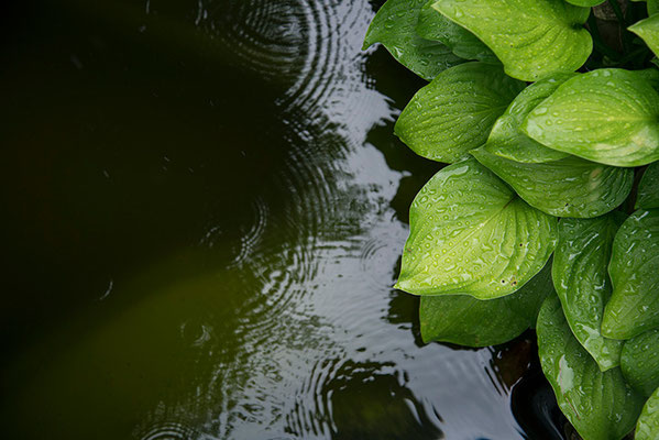 Pond rain