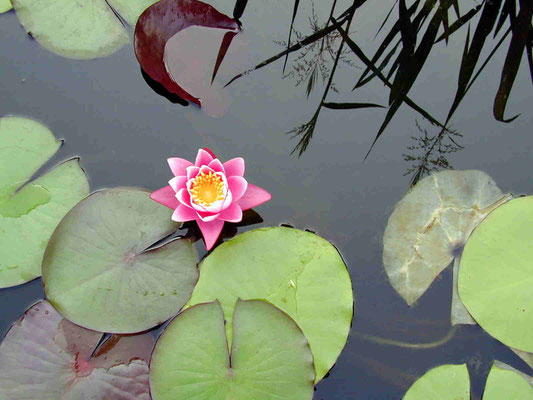Lilly Alone